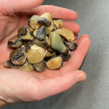 Load and play video in Gallery viewer, Septarian Nodule Tumbles - 1 lb
