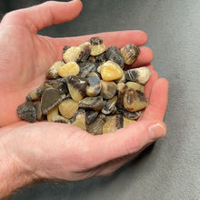 Load and play video in Gallery viewer, Septarian Nodule Tumbles - 1 lb
